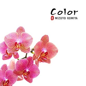 [중고] Mizuyo Komiya / Color (lopc0074)