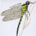 [중고] Strawbs / Dragonfly (S0083/LP Sleeve)